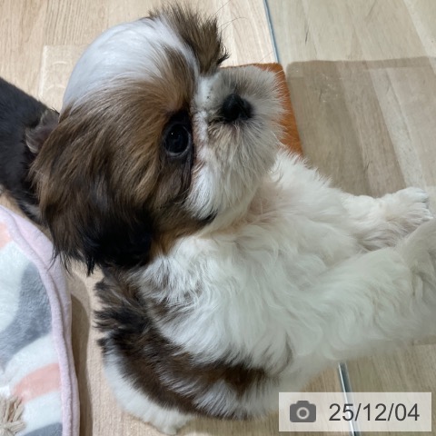 シー・ズーの写真