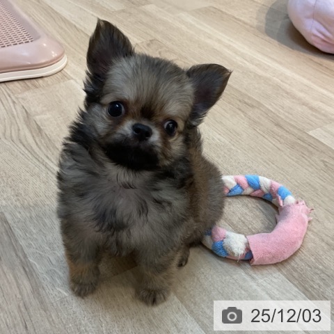 東京都のチワワ(ロング) (ペットプラス アクアシティお台場店/2025年9月29日生まれ/男の子/レッド)の子犬の3枚目の画像