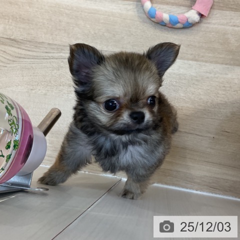 東京都のチワワ(ロング) (ペットプラス アクアシティお台場店/2025年9月29日生まれ/男の子/レッド)の子犬の3枚目の画像