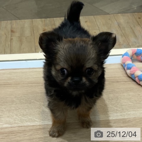 埼玉県のチワワ(ロング) (ペットプラス ららぽーと富士見店/2025年9月29日生まれ/男の子/レッドセーブル)の子犬の3枚目の画像