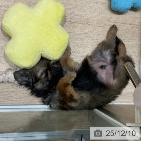 埼玉県のチワワ(ロング) (ペットプラス ららぽーと富士見店/2025年9月29日生まれ/男の子/レッドセーブル)の子犬の3枚目の画像