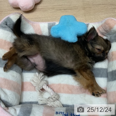 埼玉県のチワワ(ロング) (ペットプラス ららぽーと富士見店/2025年9月29日生まれ/男の子/レッドセーブル)の子犬の3枚目の画像