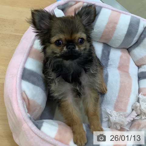 埼玉県のチワワ(ロング) (ペットプラス 羽生店/2025年9月29日生まれ/男の子/レッドセーブル)の子犬の4枚目の画像