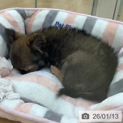 埼玉県のチワワ(ロング) (ペットプラス 羽生店/2025年9月29日生まれ/男の子/レッドセーブル)の子犬の3枚目の画像