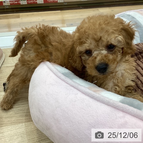 群馬県のトイプードル(トイ) (ペットプラス 前橋店/2025年9月29日生まれ/男の子/レッド)の子犬の4枚目の画像