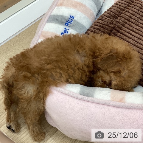 群馬県のトイプードル(トイ) (ペットプラス 前橋店/2025年9月29日生まれ/男の子/レッド)の子犬の3枚目の画像