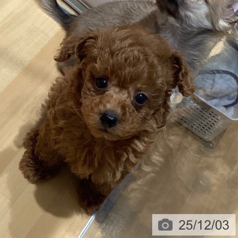 トイ・プードルの写真