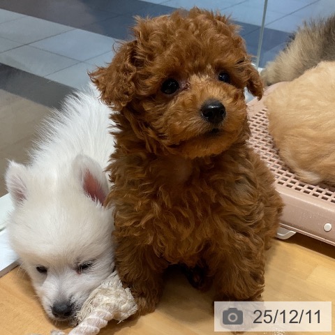 埼玉県のトイプードル(トイ) (ペットプラス 与野店/2025年10月1日生まれ/男の子/レッド)の子犬の4枚目の画像