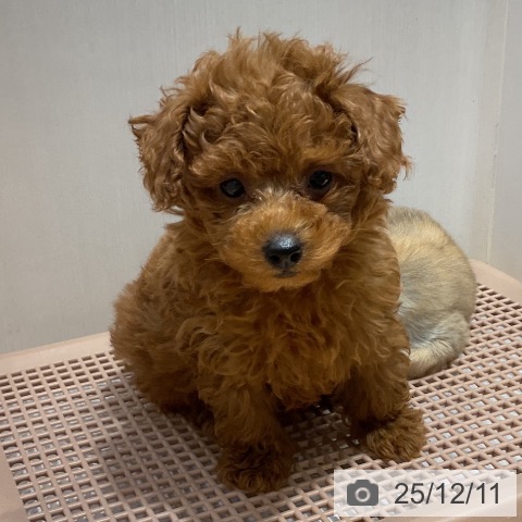埼玉県のトイプードル(トイ) (ペットプラス 与野店/2025年10月1日生まれ/男の子/レッド)の子犬の3枚目の画像