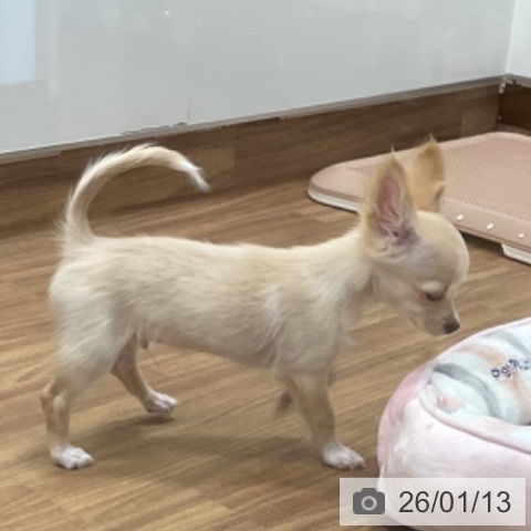 埼玉県のチワワ(ロング) (ペッツワン 新座店/2025年9月24日生まれ/男の子/クリームホワイト)の子犬の4枚目の画像