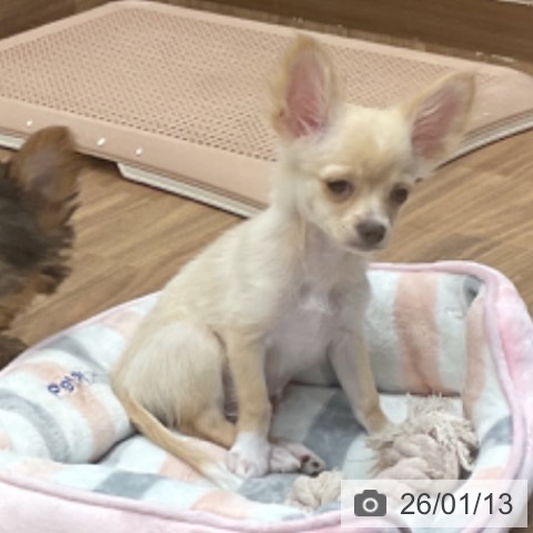 埼玉県のチワワ(ロング) (ペッツワン 新座店/2025年9月24日生まれ/男の子/クリームホワイト)の子犬の3枚目の画像