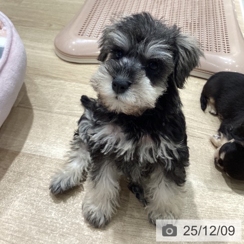 ミニチュア・シュナウザーの写真