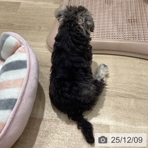 ミニチュア・シュナウザーの写真