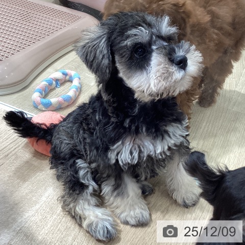 ミニチュア・シュナウザーの写真