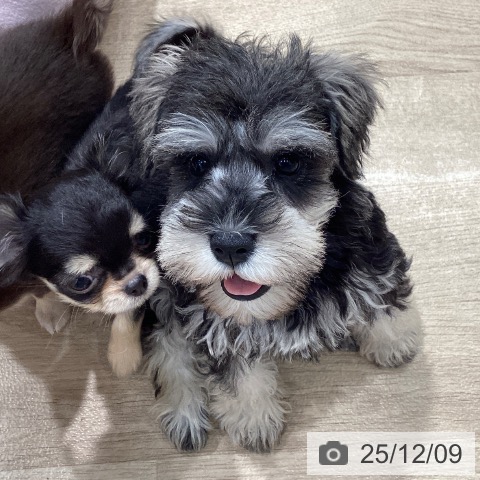 ミニチュア・シュナウザーの写真