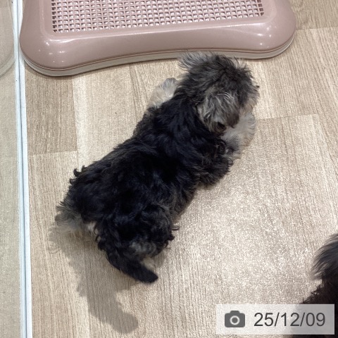 ミニチュア・シュナウザーの写真