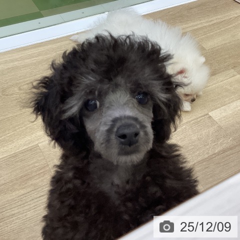 トイ・プードルの写真