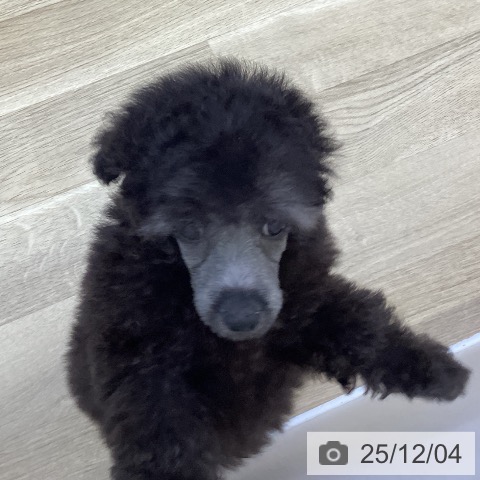 トイ・プードルの写真