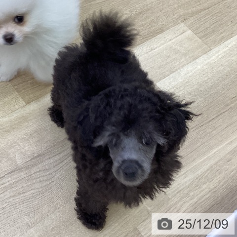 山梨県のトイプードル(トイ) (ペットプラス 甲府昭和店/2025年9月25日生まれ/男の子/シルバー)の子犬の3枚目の画像