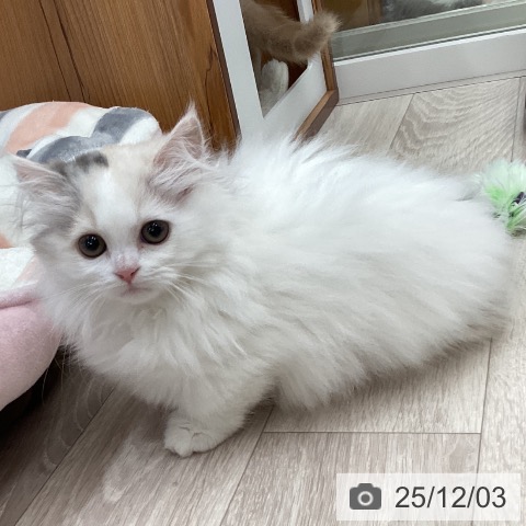 ミヌエットの写真