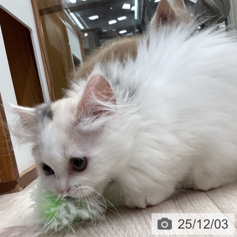 ミヌエットの写真