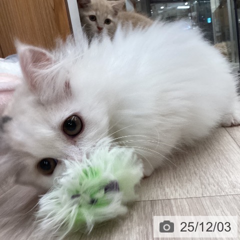 ミヌエットの写真