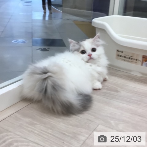 ミヌエットの写真