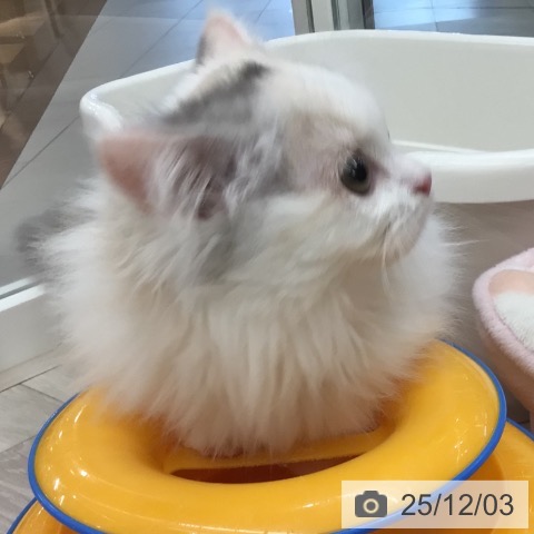 ミヌエットの写真