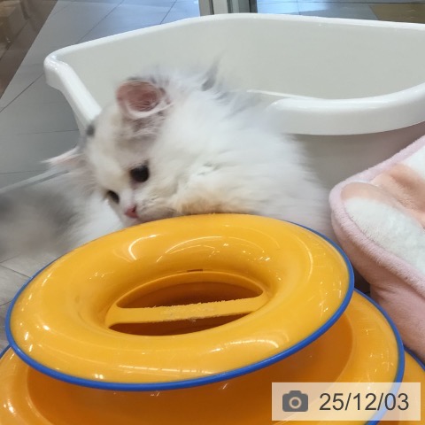 ミヌエットの写真