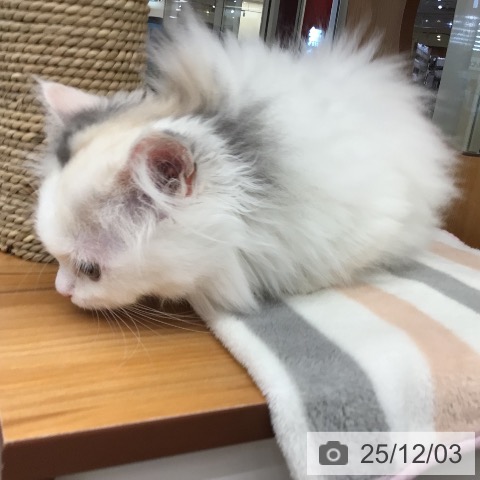 ミヌエットの写真