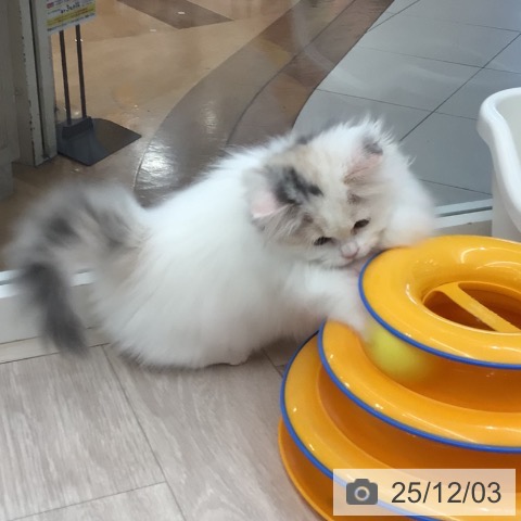 ミヌエットの写真