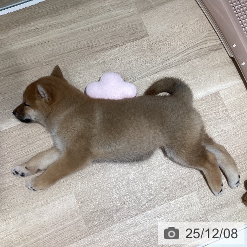 千葉県の柴犬(標準サイズ) (ペットプラス 木更津店/2025年10月1日生まれ/女の子/赤)の子犬の4枚目の画像