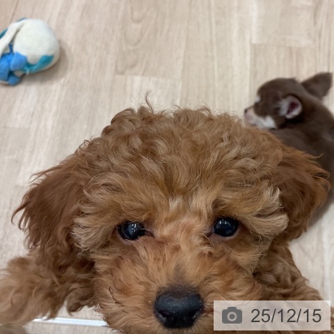 群馬県のトイプードル(トイ) (ペットプラス イオンモール太田店/2025年9月30日生まれ/女の子/レッド)の子犬の3枚目の画像