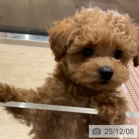 トイ・プードルの写真