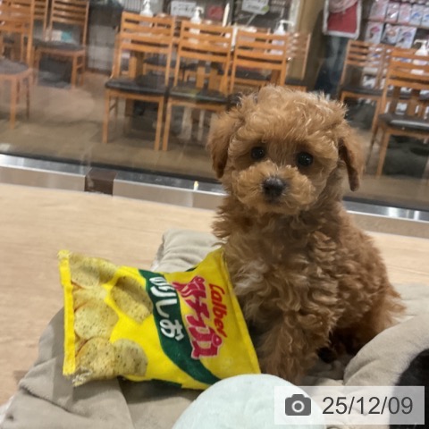 トイ・プードルの写真