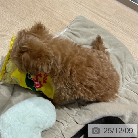 トイ・プードルの写真