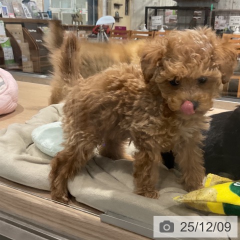 トイ・プードルの写真