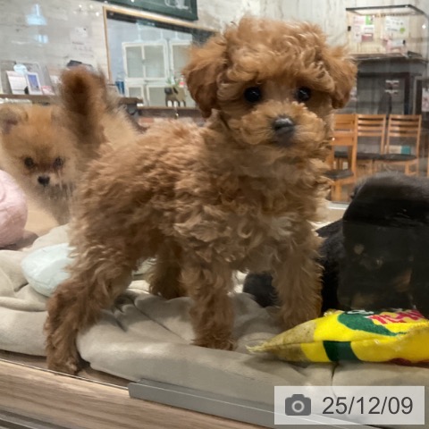 トイ・プードルの写真