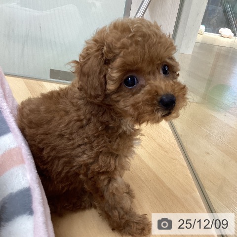 トイ・プードルの写真