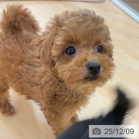 トイ・プードルの写真