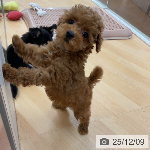 トイ・プードルの写真