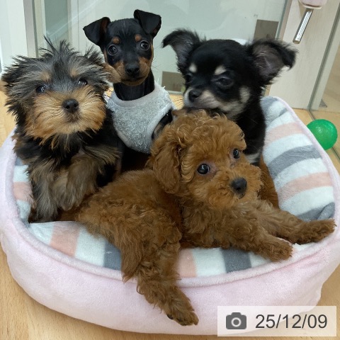 トイ・プードルの写真