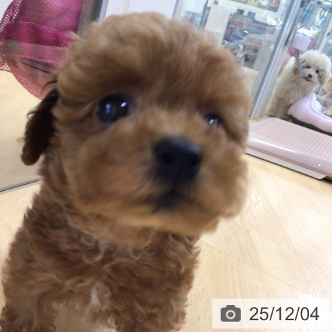 トイ・プードルの写真