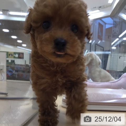 トイ・プードルの写真