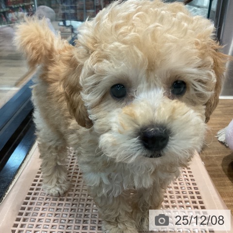 埼玉県のトイプードル(トイ) (ペッツワン 新座店/2025年10月1日生まれ/女の子/アプリコット)の子犬の4枚目の画像