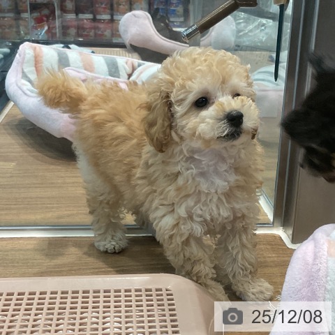 埼玉県のトイプードル(トイ) (ペッツワン 新座店/2025年10月1日生まれ/女の子/アプリコット)の子犬の3枚目の画像