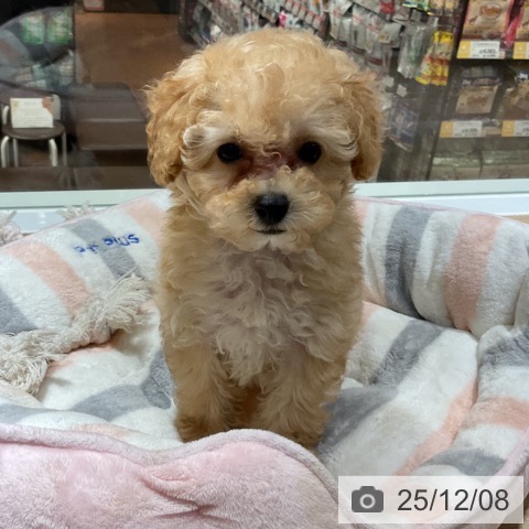 神奈川県のトイプードル(トイ) (ペットプラス 座間店/2025年10月1日生まれ/女の子/アプリコット)の子犬の4枚目の画像