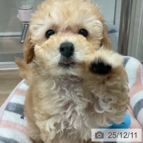 神奈川県のトイプードル(トイ) (ペットプラス 座間店/2025年10月1日生まれ/女の子/アプリコット)の子犬の3枚目の画像