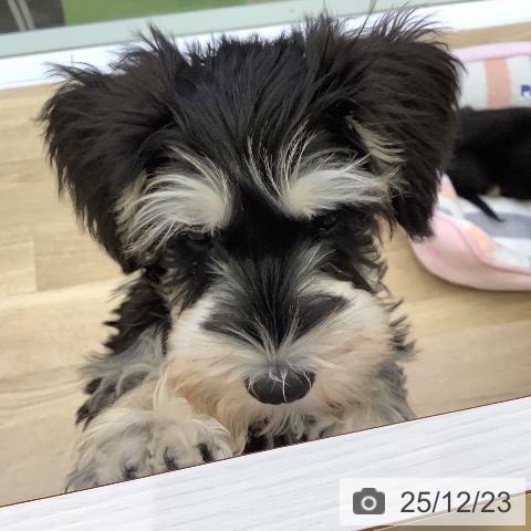 山梨県のミニチュアシュナウザー (ペットプラス 甲府昭和店/2025年9月30日生まれ/男の子/ブラックシルバー)の子犬の4枚目の画像