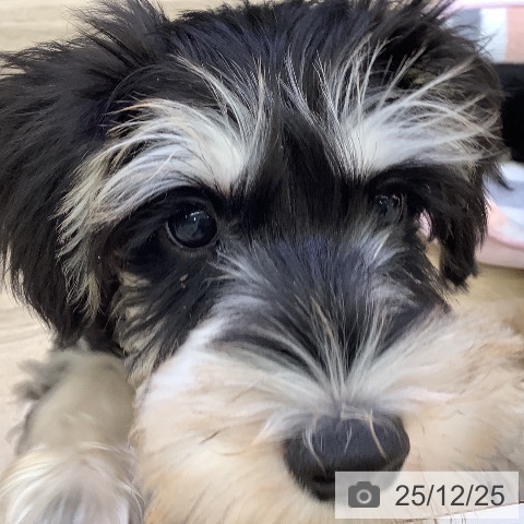 山梨県のミニチュアシュナウザー (ペットプラス 甲府昭和店/2025年9月30日生まれ/男の子/ブラックシルバー)の子犬の4枚目の画像